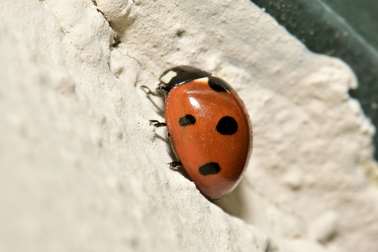 Chioccinella... septempunctata